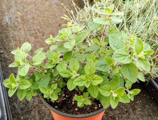 Greek Oregano Plants