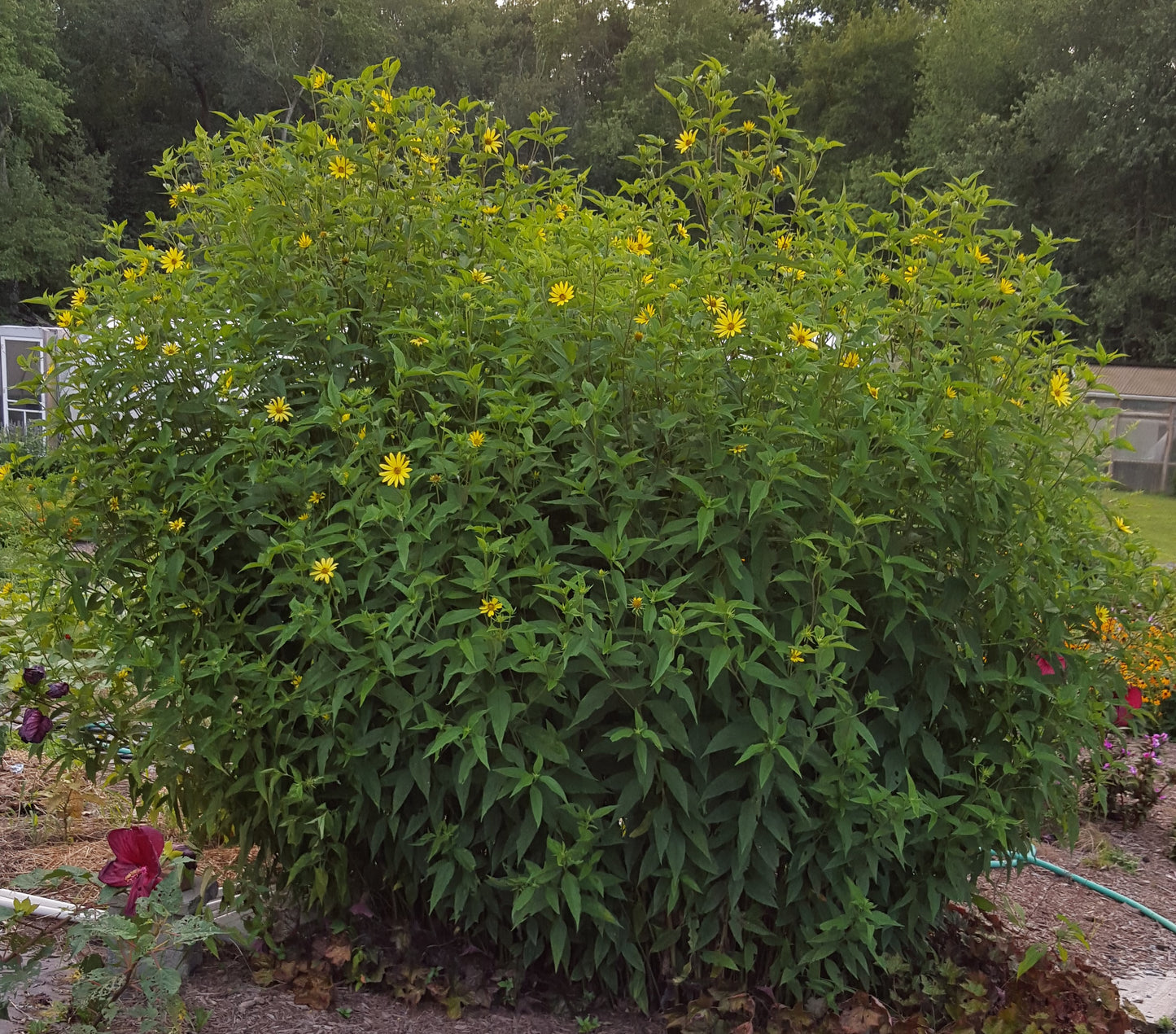 Helianthus 'Lemon Queen' Plants