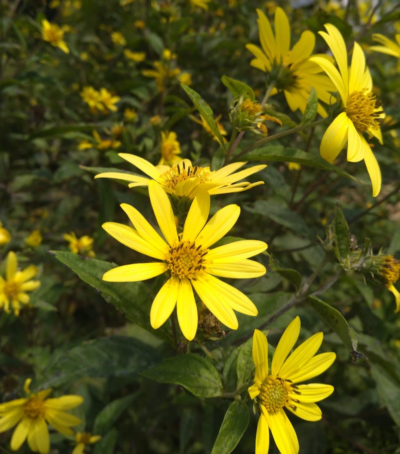 Helianthus 'Lemon Queen' Plants