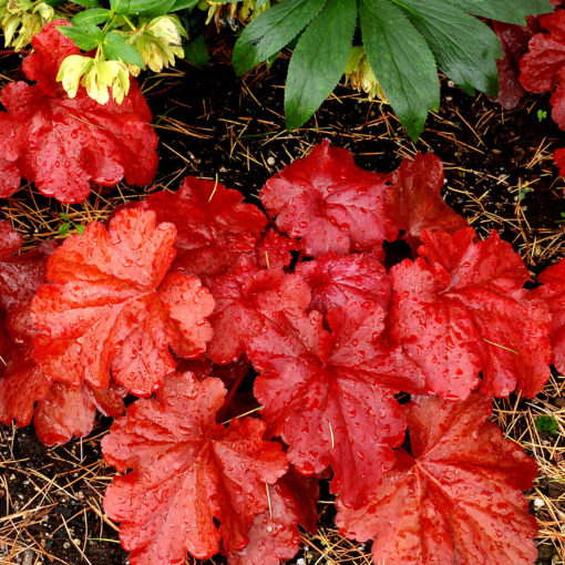 Heuchera 'Fire Alarm' Plants