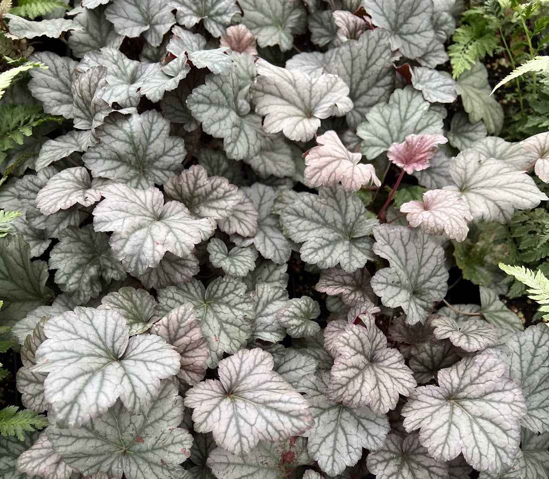 Heuchera 'Stainless Steel' (Coral Bells)