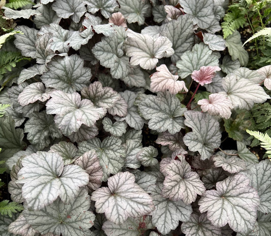 Heuchera 'Stainless Steel' (Coral Bells)