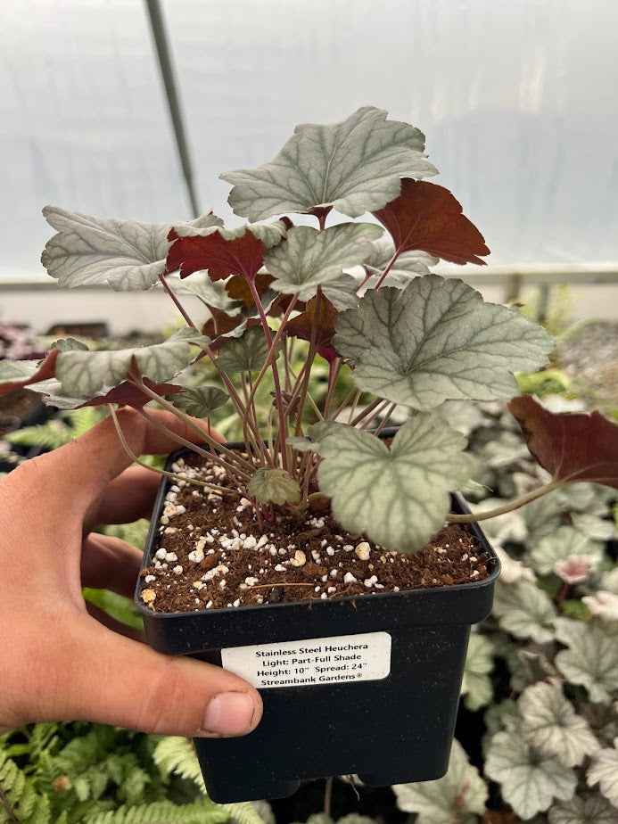 Heuchera 'Stainless Steel' (Coral Bells)
