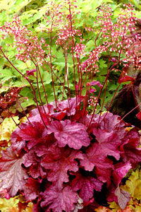 Heuchera 'Berry Smoothie' Plants