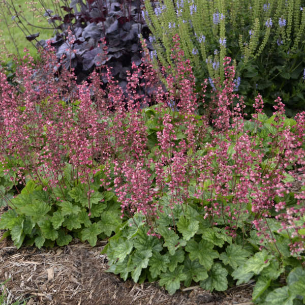 Heuchera 'Berry Timeless' Plants