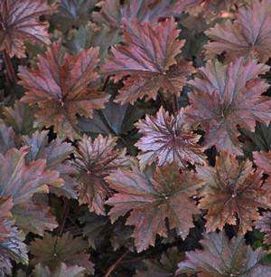 Heuchera 'Bronze Wave' Plants