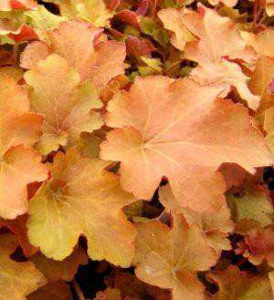 Heuchera x villosa 'Caramel' PP16560 Plant - Streambank Gardens
 - 1