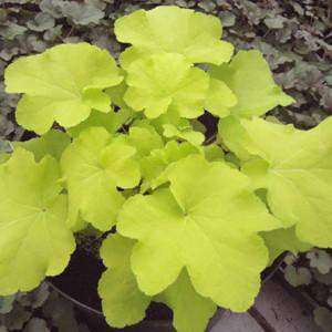 Heuchera 'Citronelle' Plants