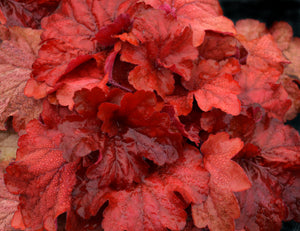 Heuchera 'Fire Alarm' Plants