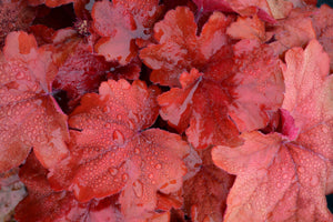 Heuchera 'Fire Alarm' Plants