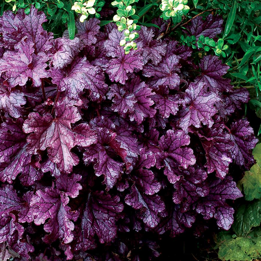 Heuchera Forever® Purple