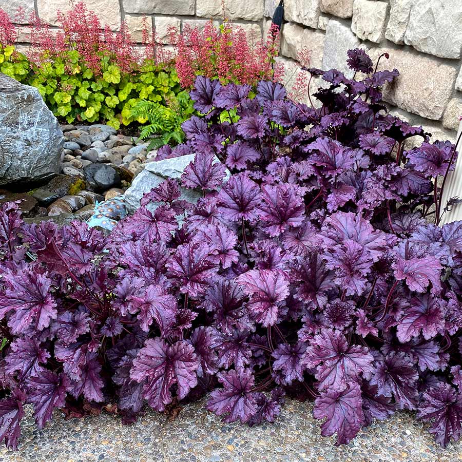 Heuchera Forever® Purple