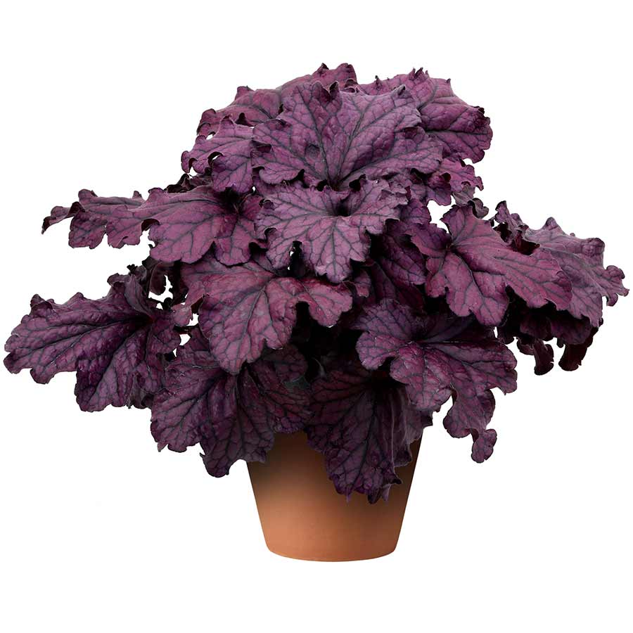 Heuchera Forever® Purple