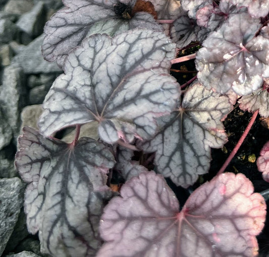 Heuchera 'Silver Scrolls' Plants