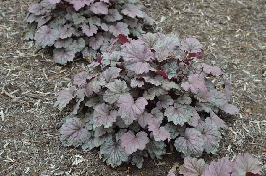 Heuchera 'Stainless Steel' (Coral Bells)