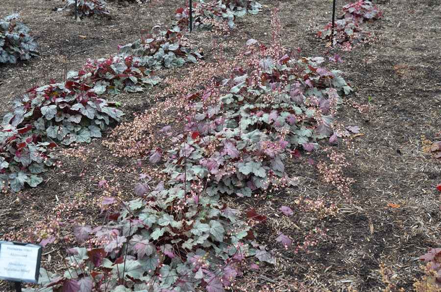 Heuchera 'Stainless Steel' (Coral Bells)
