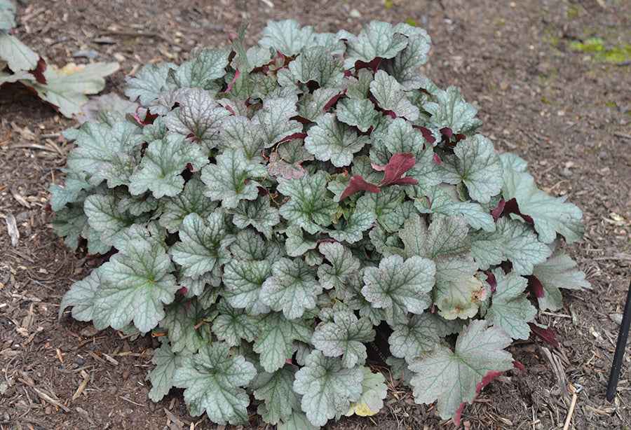 Heuchera 'Stainless Steel' (Coral Bells)