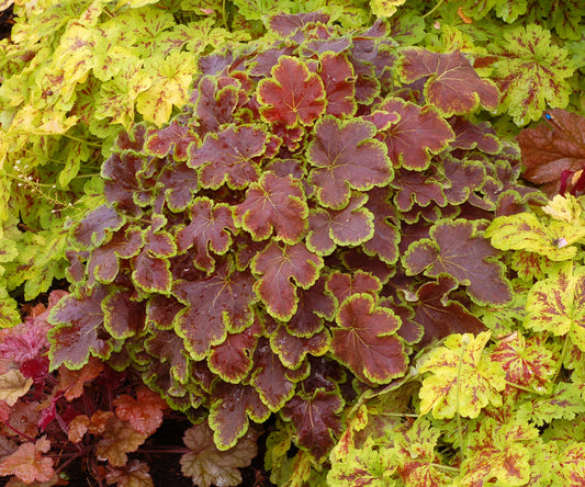 Heucherella 'Solar Eclipse'