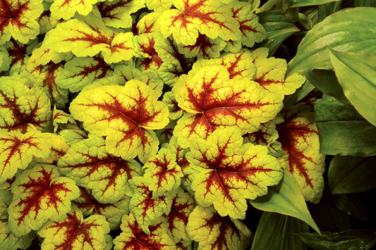 Heucherella 'Stoplight'