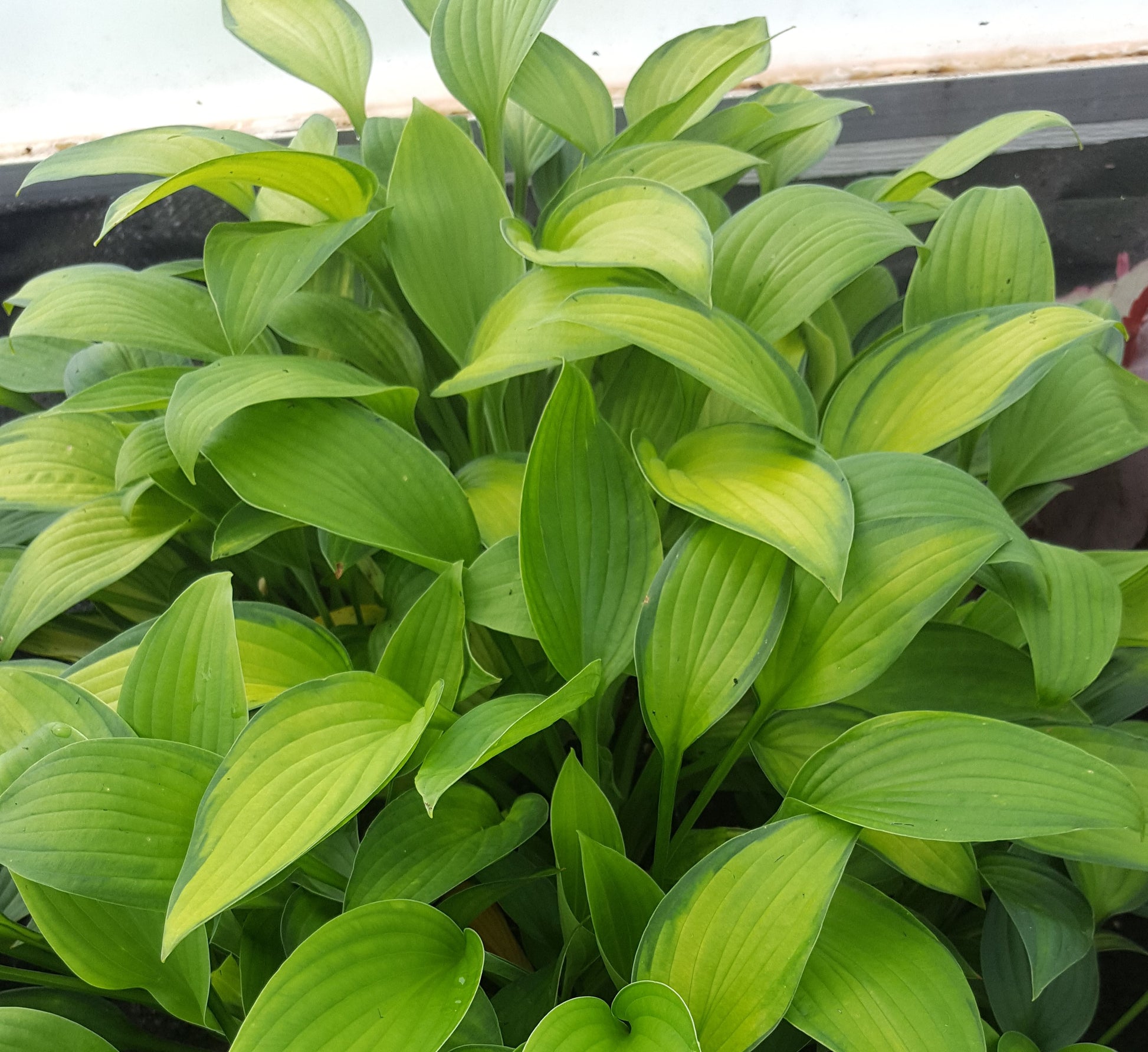 Foliage under 70% shade