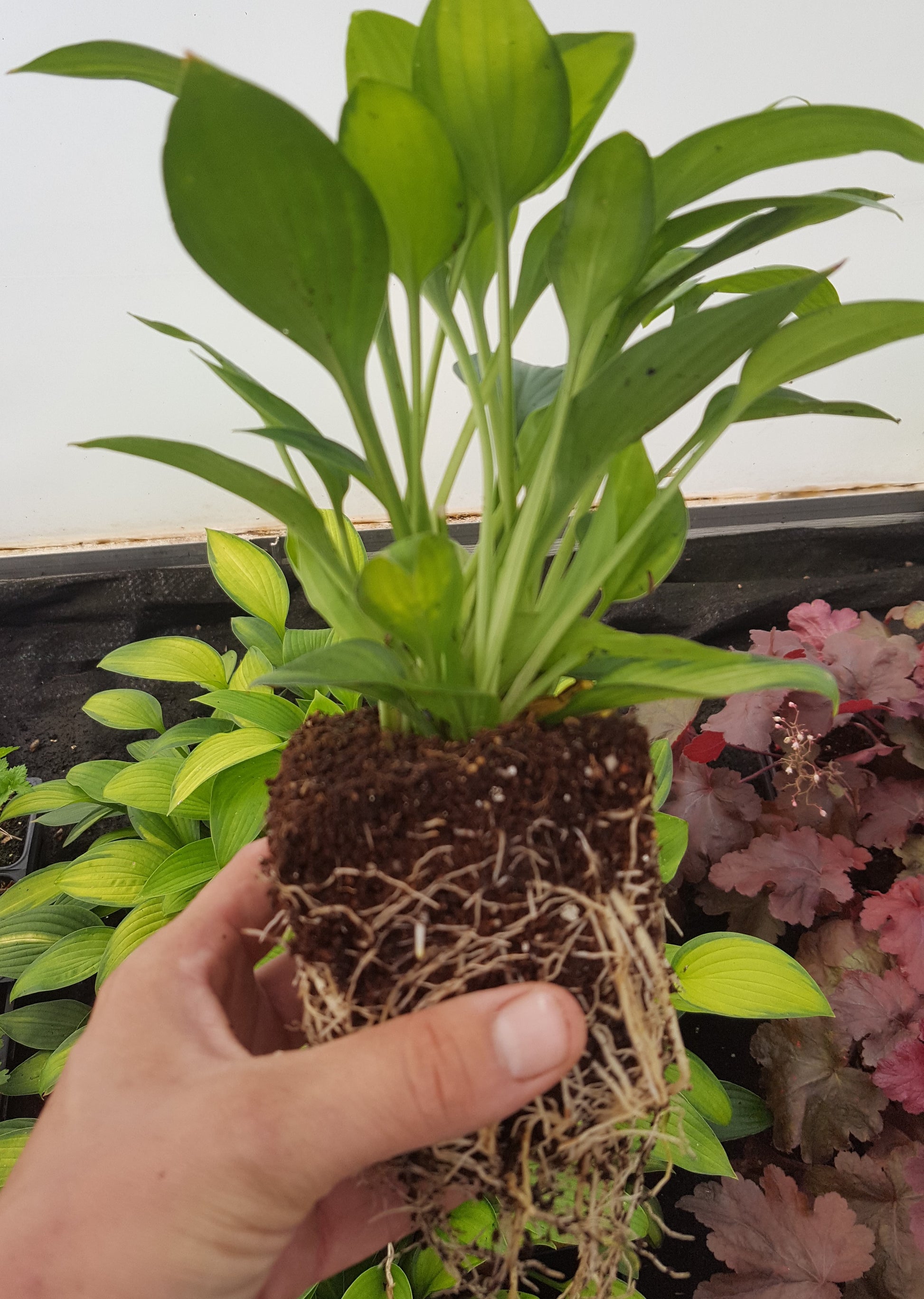 3.5" Pot of Hosta 'Gold Standard'
