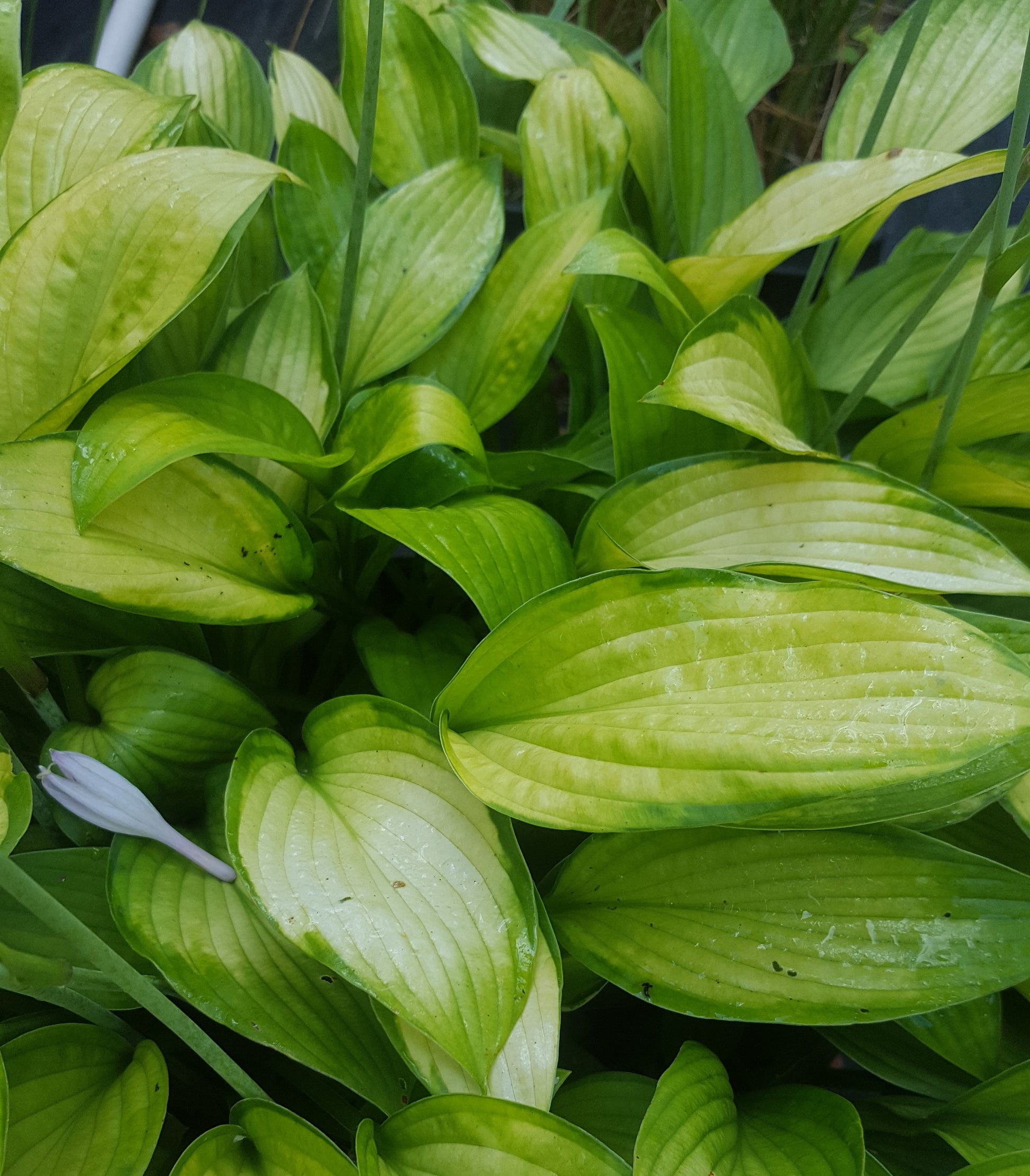 Upclose of July foliage