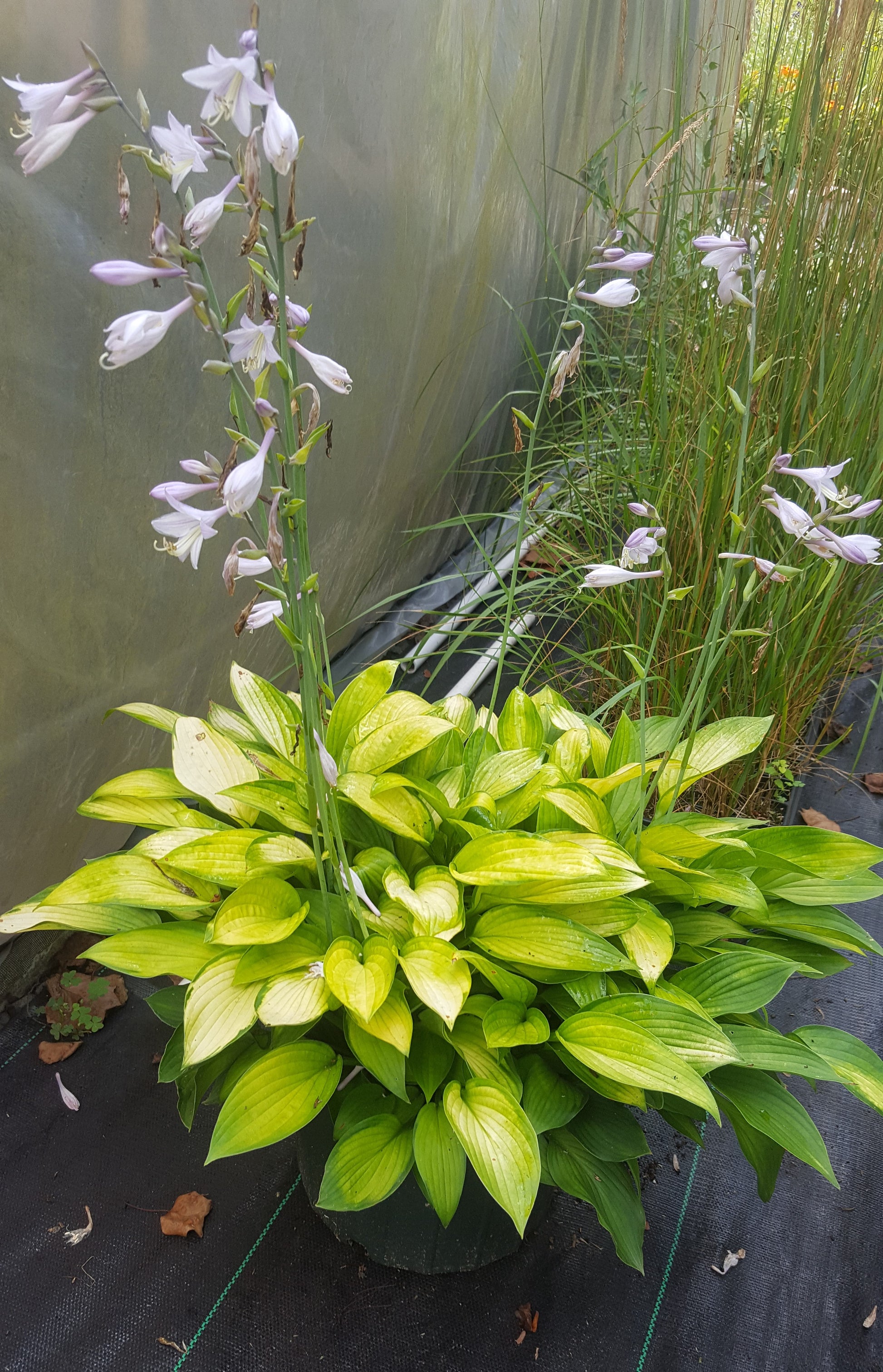 Foliage in July