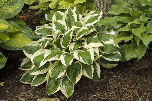 Hosta 'Patriot' Plant - Streambank Gardens
