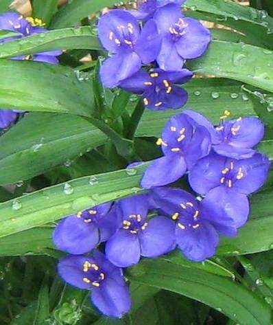 Tradescantia 'Bold Blue' Plant - Streambank Gardens
