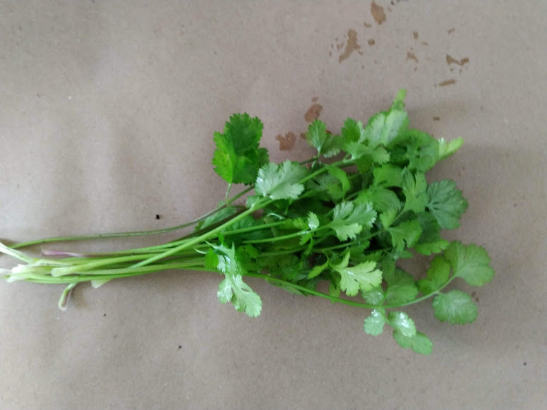 Italian Flat Leaf Parsley Plants