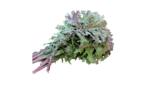 Kale 'Red Russian' - 6 Plants - Streambank Gardens
 - 1