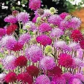 Knautia macedonica 'Melton Pastels' Plant - Streambank Gardens
