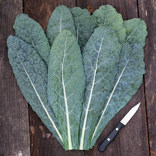 Kale 'Lacinato' Plants