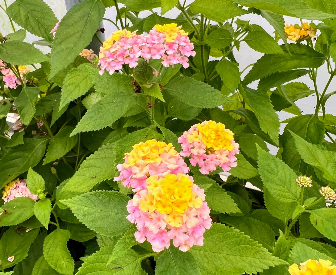 Lantana Gem® 'Compact Rose Quartz' Plants