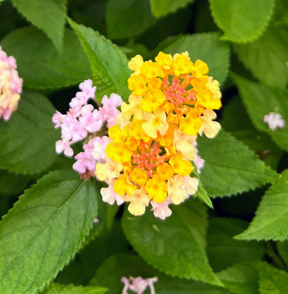 Lantana Gem® 'Compact Rose Quartz' Plants