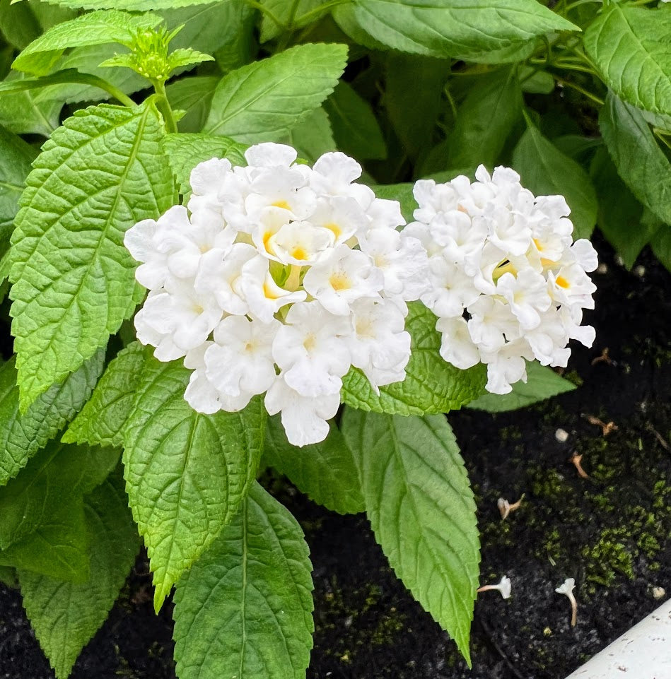 Lantana Gem® 'Compact White Sapphire' Plants