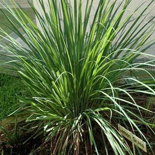 Lemon Grass Plants