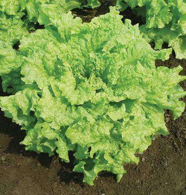 Lettuce 'Black Seeded Simpson' - 6 Plants - Streambank Gardens
 - 1