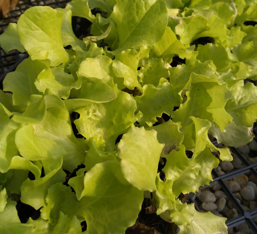 Lettuce 'Black Seeded Simpson' Plants