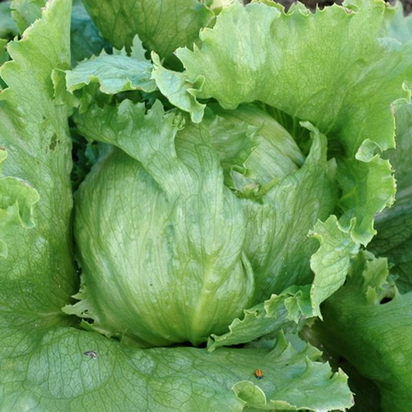 Lettuce 'Crispino' - Iceberg Lettuce