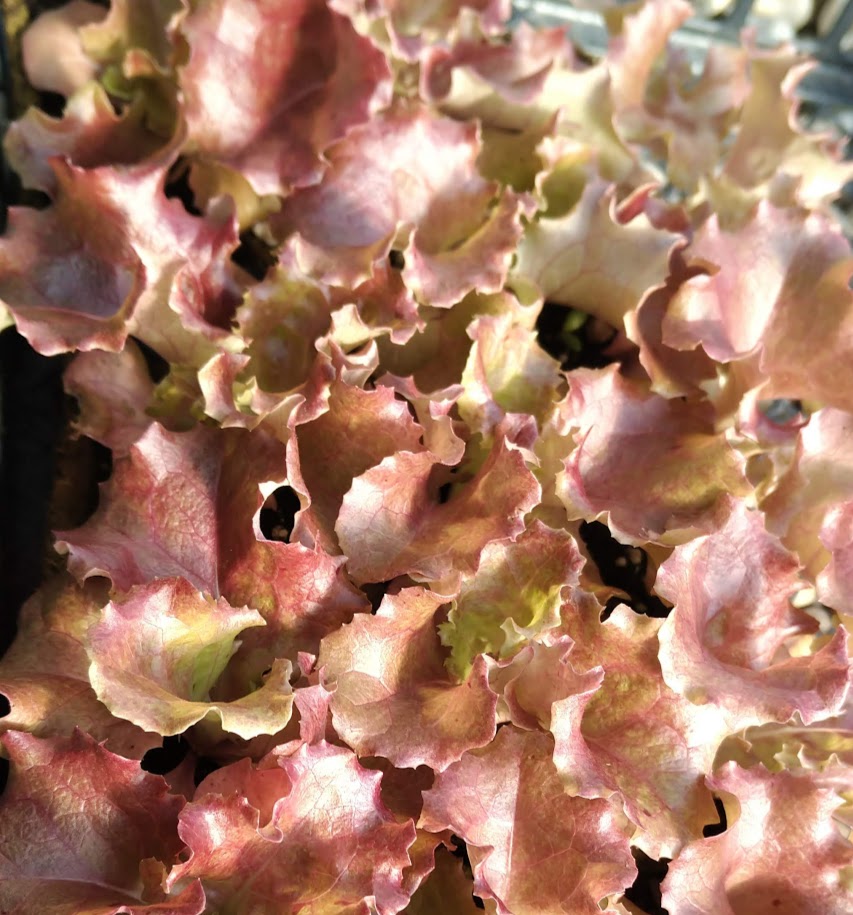 Lettuce 'New Red Fire' Plants