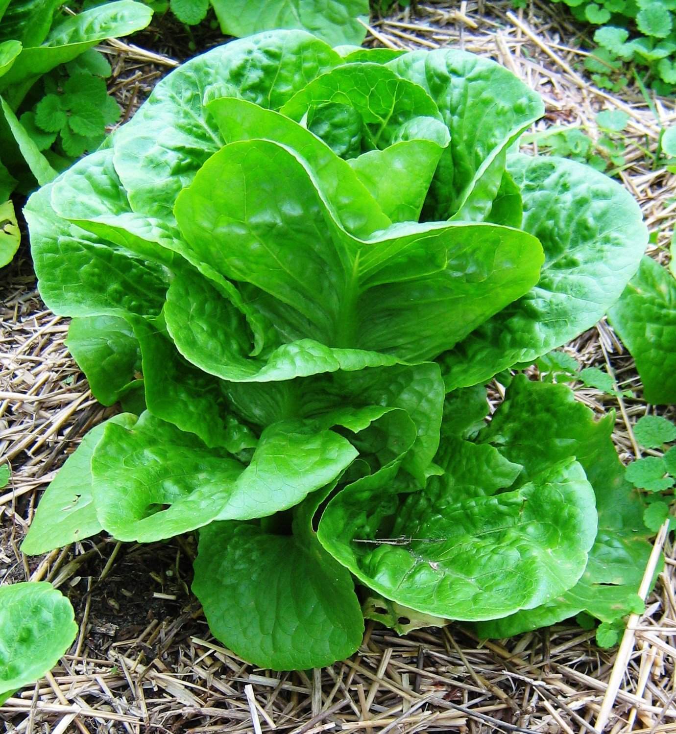 Lettuce 'Winter Density' - 6 Plants - Streambank Gardens
 - 1