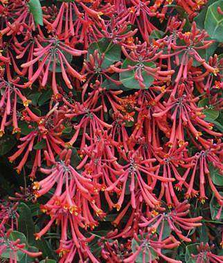 Lonicera sempervirens 'Major Wheeler' Plant - Streambank Gardens
