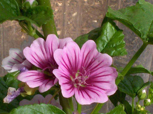 Malva sylvestris 'Zebrina' Plant - Streambank Gardens
