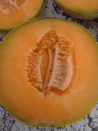 Cantaloupe 'PMR Delicious' - 6 Plants - Streambank Gardens