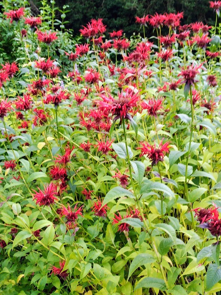 Monarda 'Jacob Cline' Plants