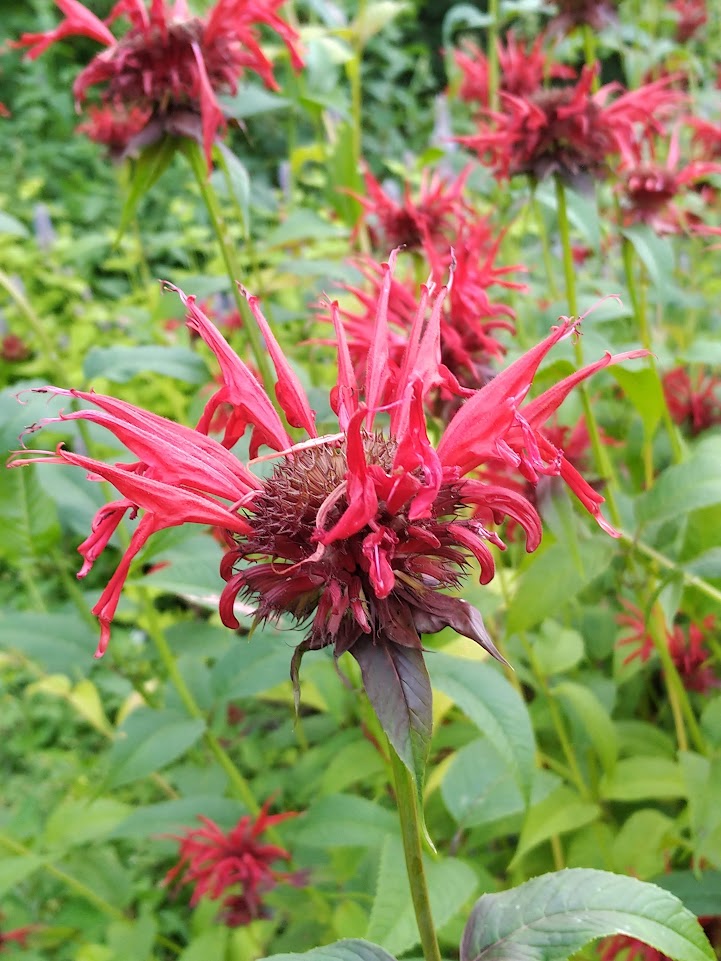 Monarda 'Jacob Cline' Plants