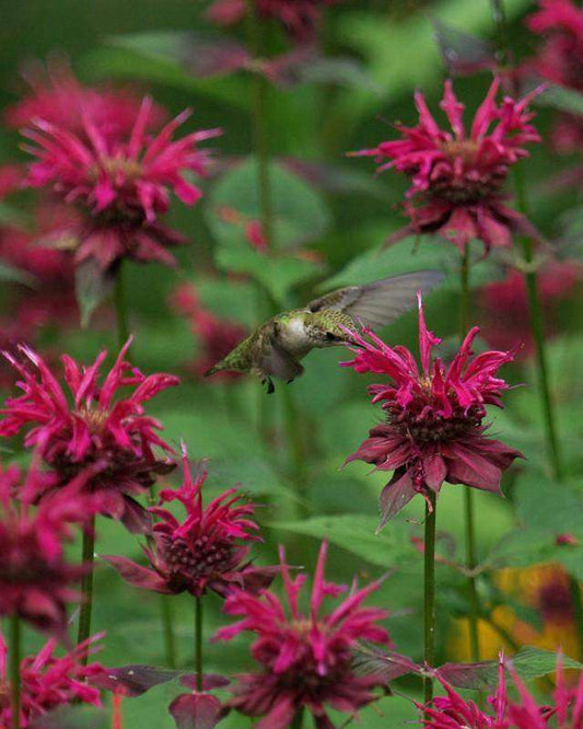 Monarda didyma 'Raspberry Wine' Plant - Streambank Gardens
