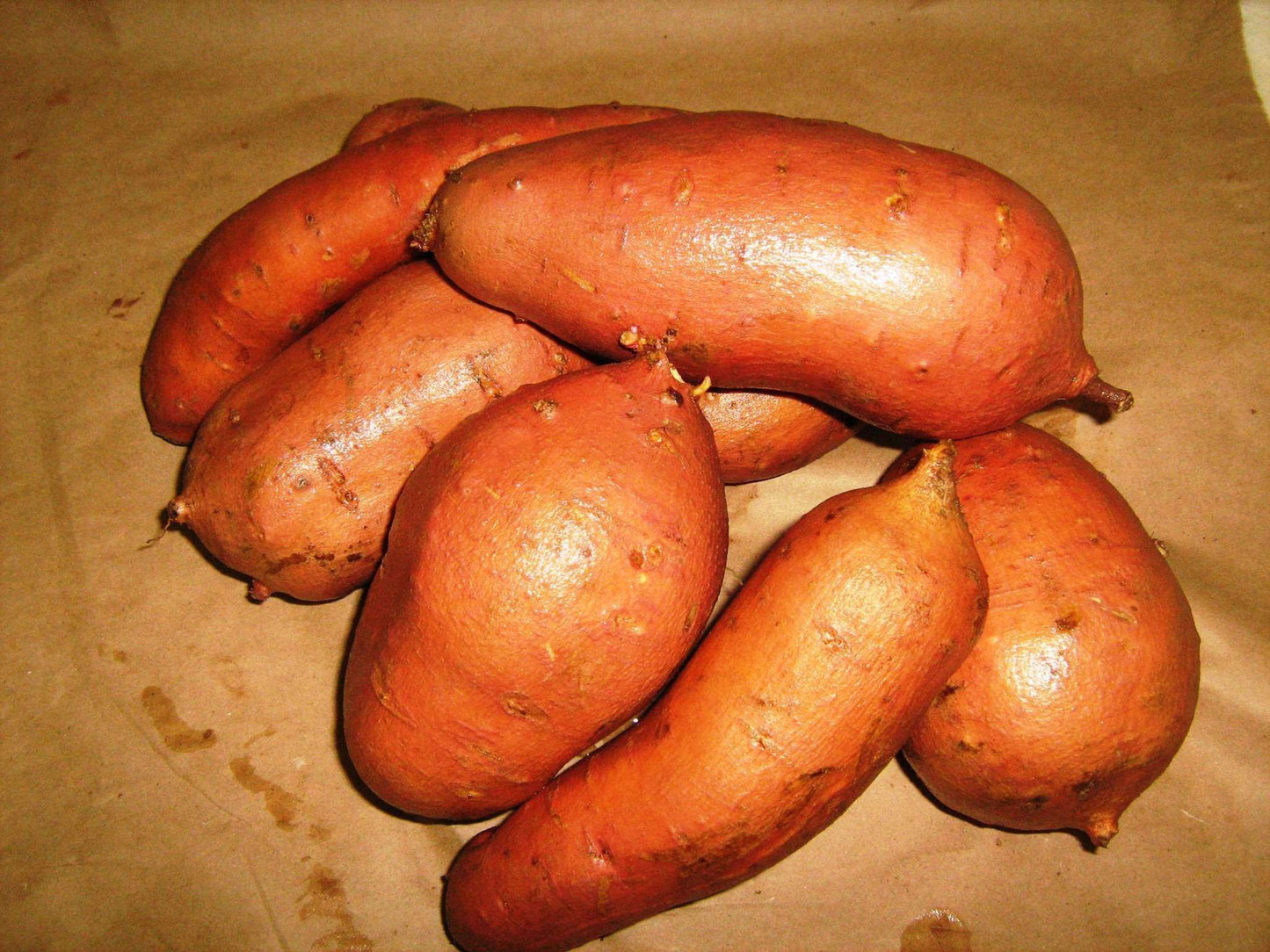 Sweet Potato 'Nemagold' - 6 Plants - Streambank Gardens

