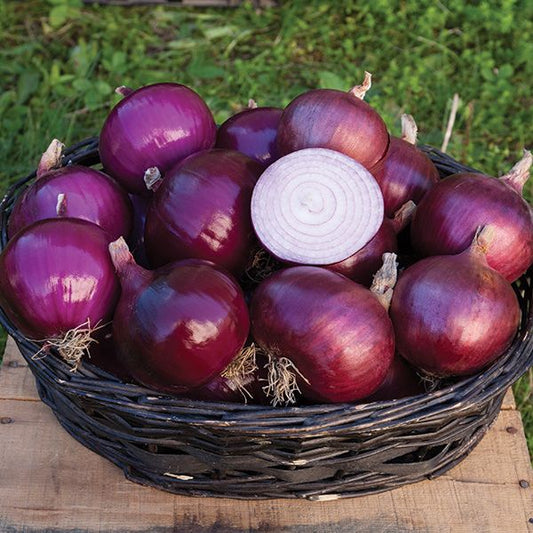 Onion 'Cabernet' Plants - Onion Plants For Sale